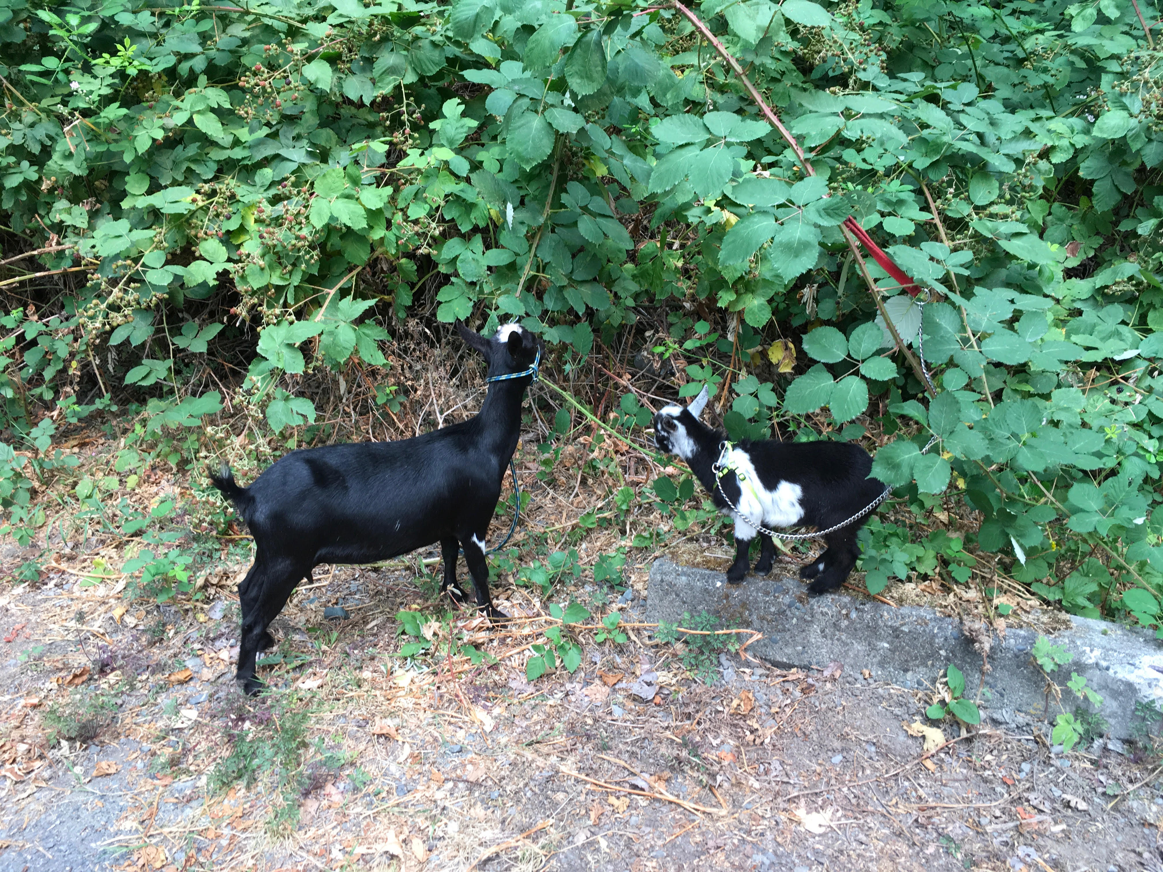 photo of crew goats