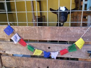 photo of monastic goat in pen with prayer flags in front